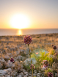 福门特拉日落花