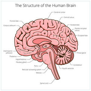 人类的大脑部分示意图向量的结构