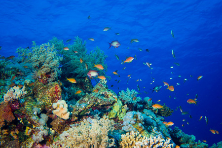 多彩的鱼类和珊瑚上礁在红海
