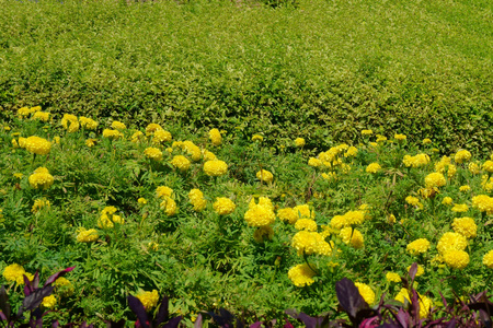 在公园里的花床