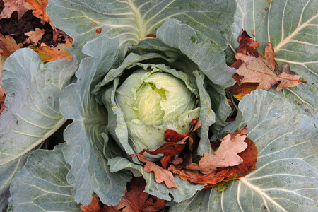 在花园里的白菜