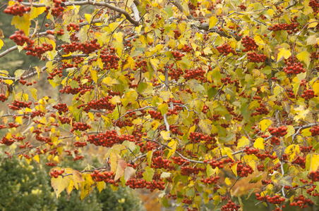 秋天树与浆果