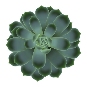 绿色的肉质 echeveria