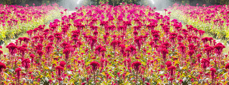 青葙或鸡冠花图片