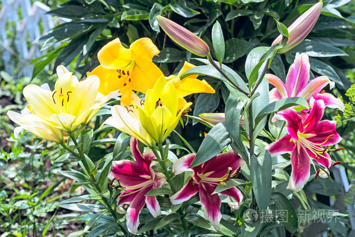 花坛上明亮的百合花照片 正版商用图片1kwkee 摄图新视界 花坛上明亮的百合花照片 正版商用图片1kwkee 摄图新视界