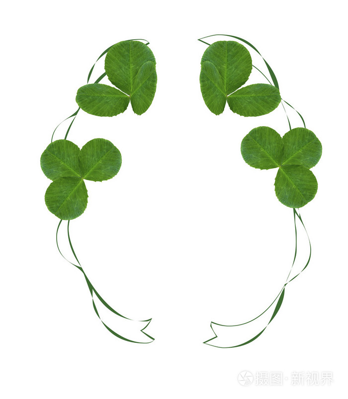 在白色背景上的四叶苜蓿