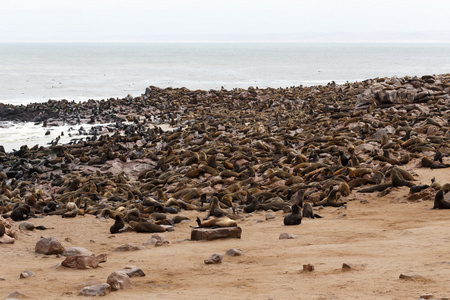 海狮在海角跨，纳米比亚，野生动物