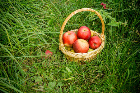 篮子在草地上的红苹果
