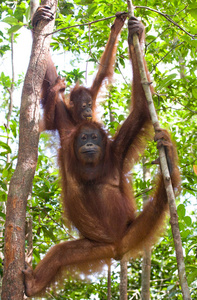两个猩猩印度尼西亚