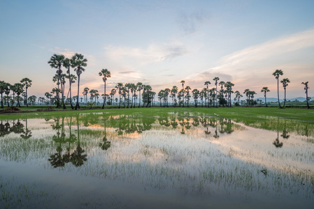 糖棕榈树和水稻领域在日落