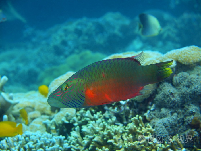 珊瑚鱼巴厘岛佩母德兰