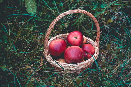 篮子在草地上的红苹果
