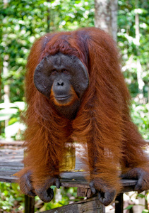 猴子gelada的肖像-出血的心脏-猴子gelada狒狒.