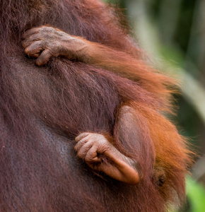 印度尼西亚猩猩的手。