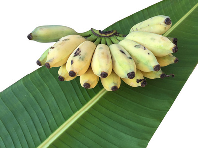 栽培的香蕉 泰国香蕉和绿色的香蕉叶上孤立