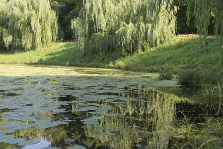 树林里的绿色池塘