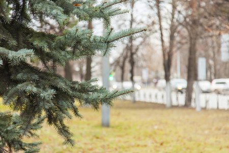 2015年12月11日, 俄罗斯普什基诺。在秋天的林荫大道上的一棵冷杉对着路