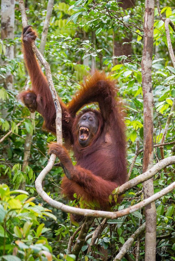 两个猩猩印度尼西亚