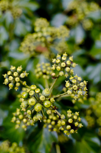 蕨类植物叶子的特写镜头