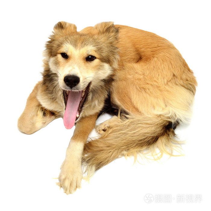 狗叫声和树皮白色