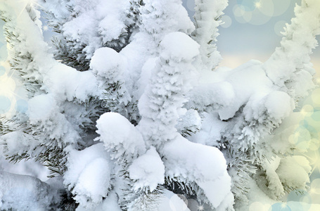 冬季景观雪树