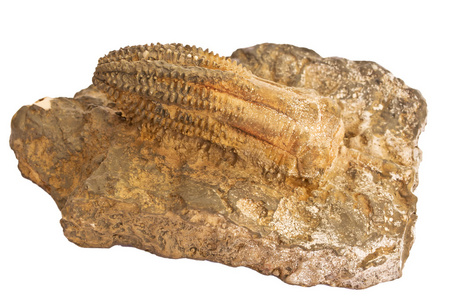 Prehixtoric 海百合化石
