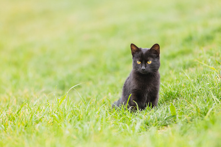 schwarze Katze auf grnem Gras