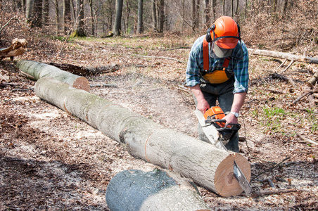 伐木工人切割树