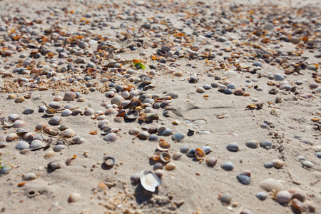 夏天带贝壳的桑迪海岸线, 乌克兰阿佐夫海