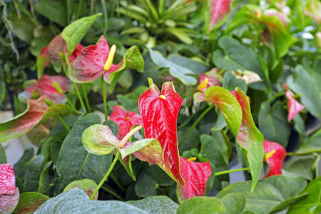 美丽的肉穗花序花在花园，选择性焦点