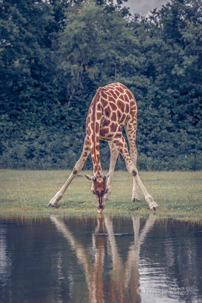 在一个池塘里的长颈鹿喝水