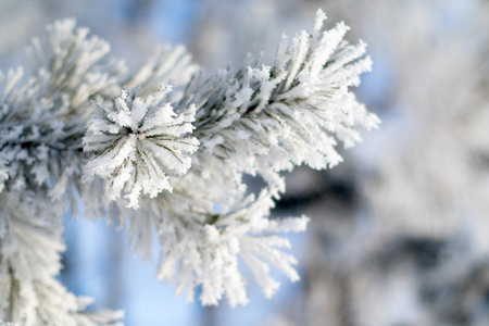 白雪皑皑的冬天风景