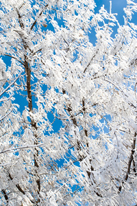 白雪皑皑的冬天风景