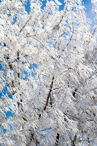 白雪皑皑的冬天风景