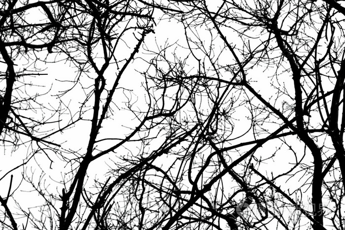 在白色背景上的树枝