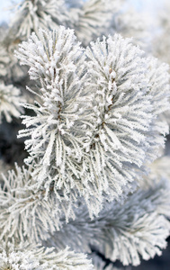 白雪皑皑的冬天风景