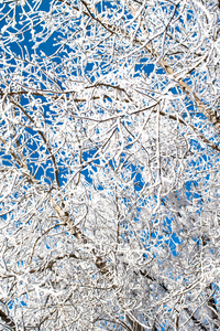 白雪皑皑的冬天风景