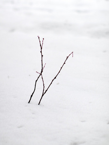 白雪皑皑的冬天风景