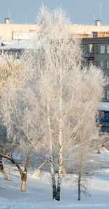 白雪皑皑的冬天风景