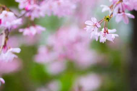 樱花樱花