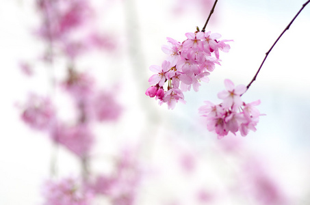 樱花樱花