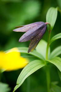 一朵臭鼬百合花