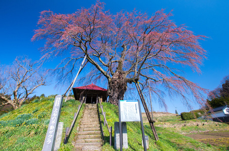 日本樱花樱花，福岛 州 日本旅游