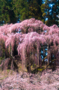 日本樱花樱花，福岛 州 日本旅游