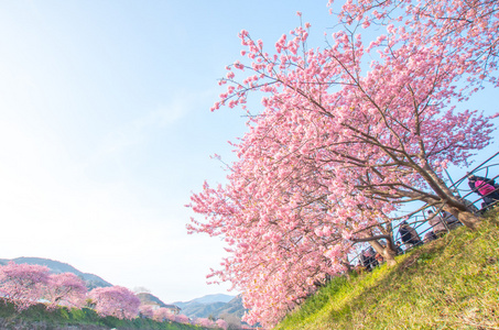 在静冈市 州 旅游的日本伊豆地区河津樱花盛开