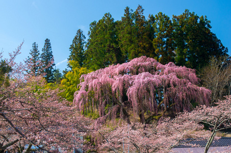 日本樱花樱花，福岛 州 日本旅游