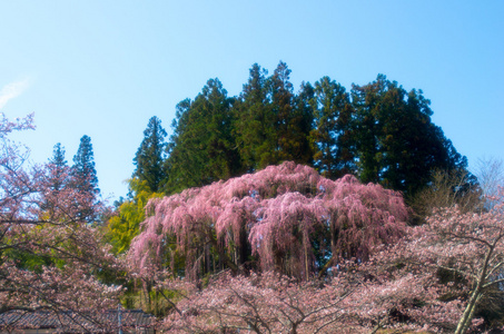 日本樱花樱花，福岛 州 日本旅游