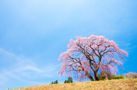 日本樱花樱花，福岛 州 日本旅游