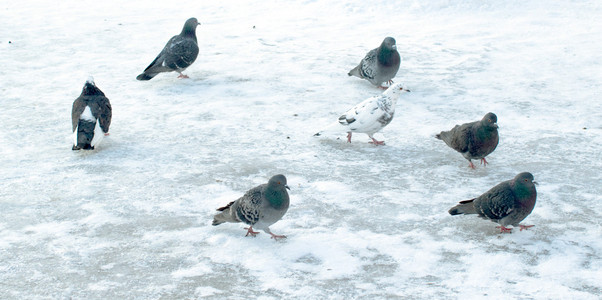 群信鸽在雪地上