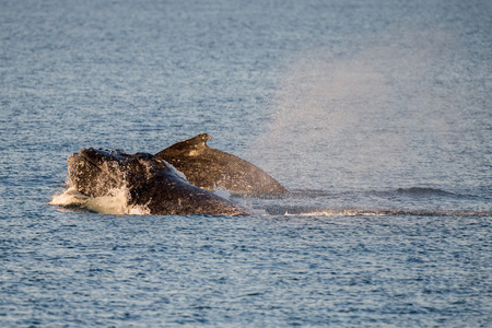 座头鲸在澳大利亚游泳